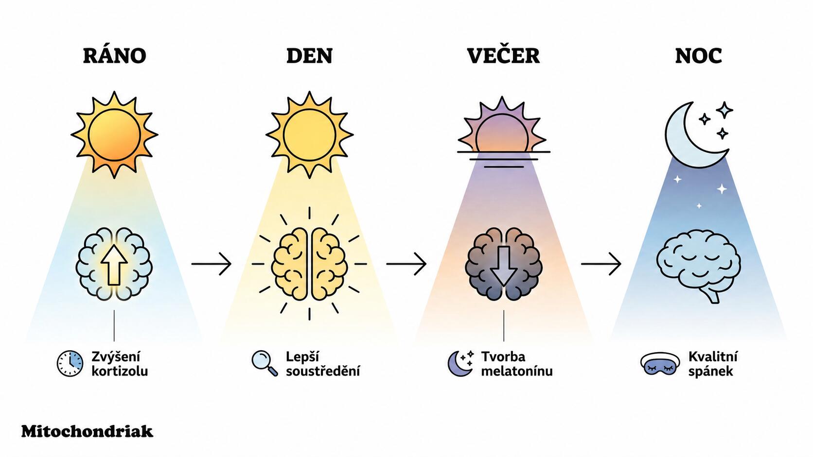 Cirkadiánní denní cyklus, kortizol a melatonin