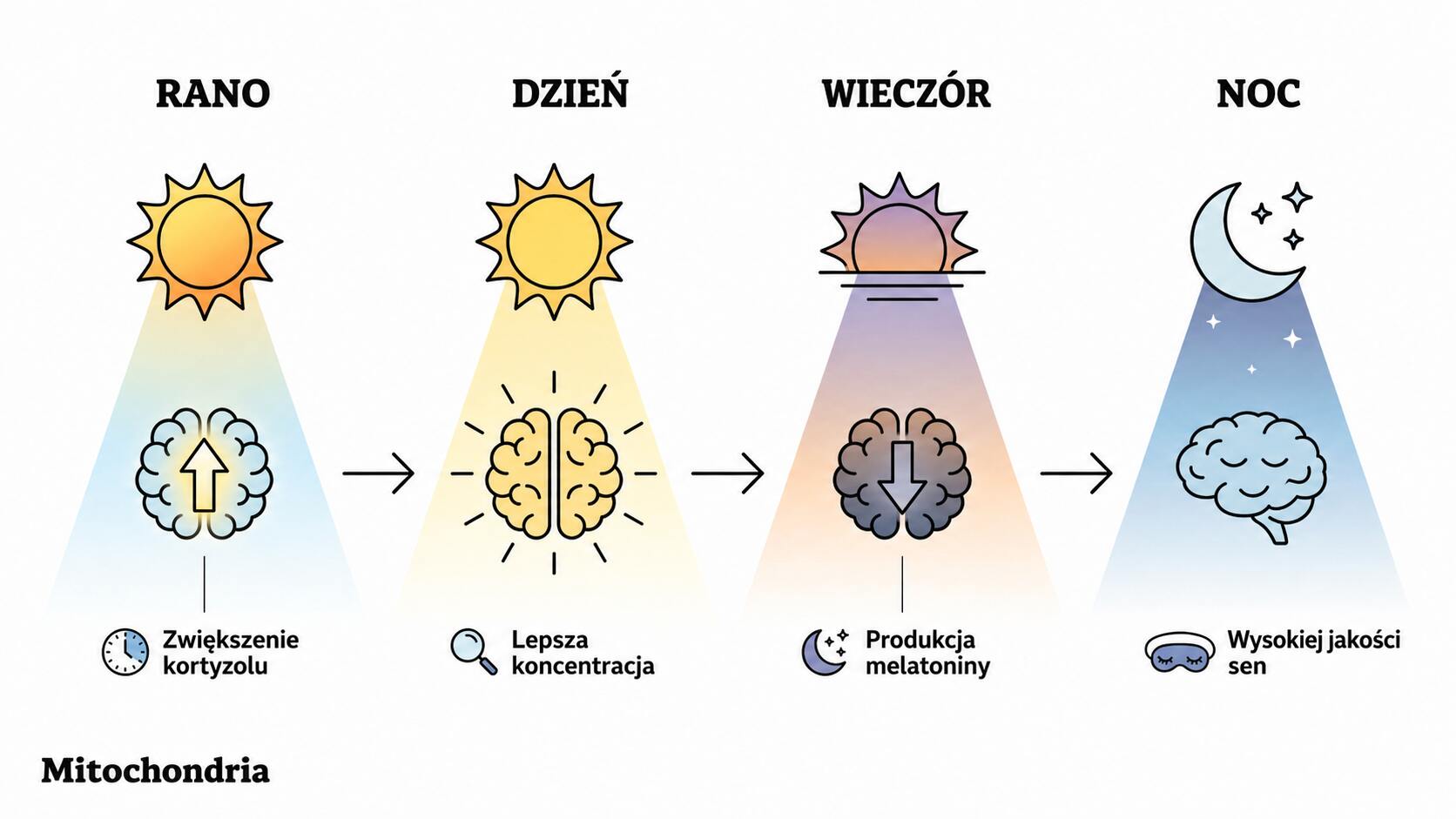 Okołodobowy cykl dnia, kortyzol i melatonina