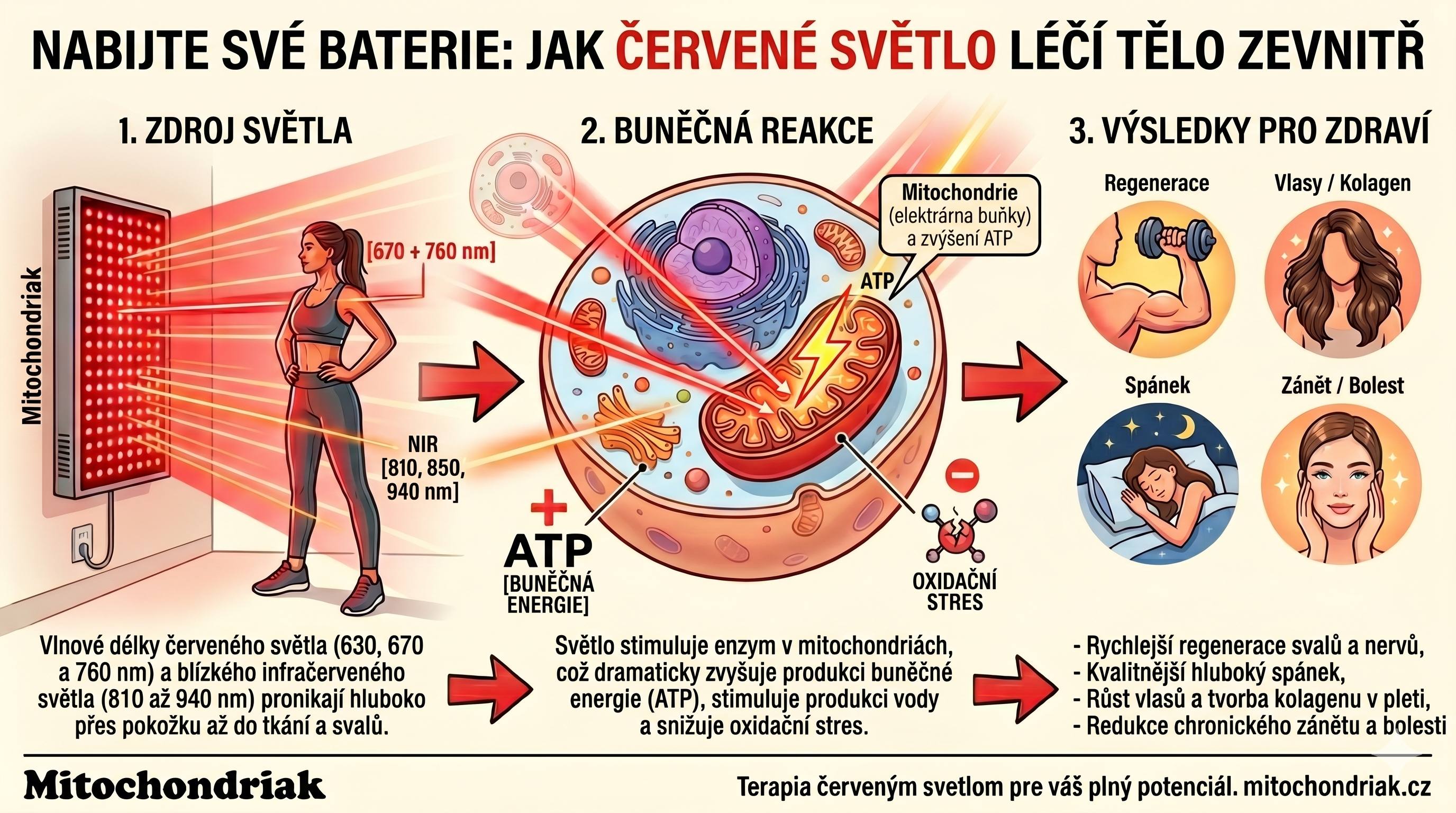Infografika jak červené světlo stimuluje mitochondrie a produkci ATP