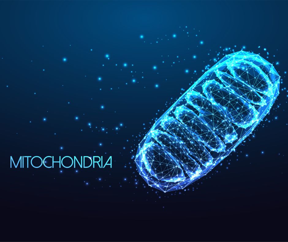Mitochondria 3D illustration showing ATP energy and redox reactions