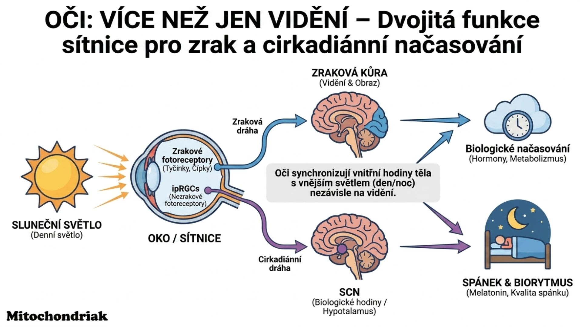 Sítnice, melanopsin, cirkadiánní rytmus a melatonin
