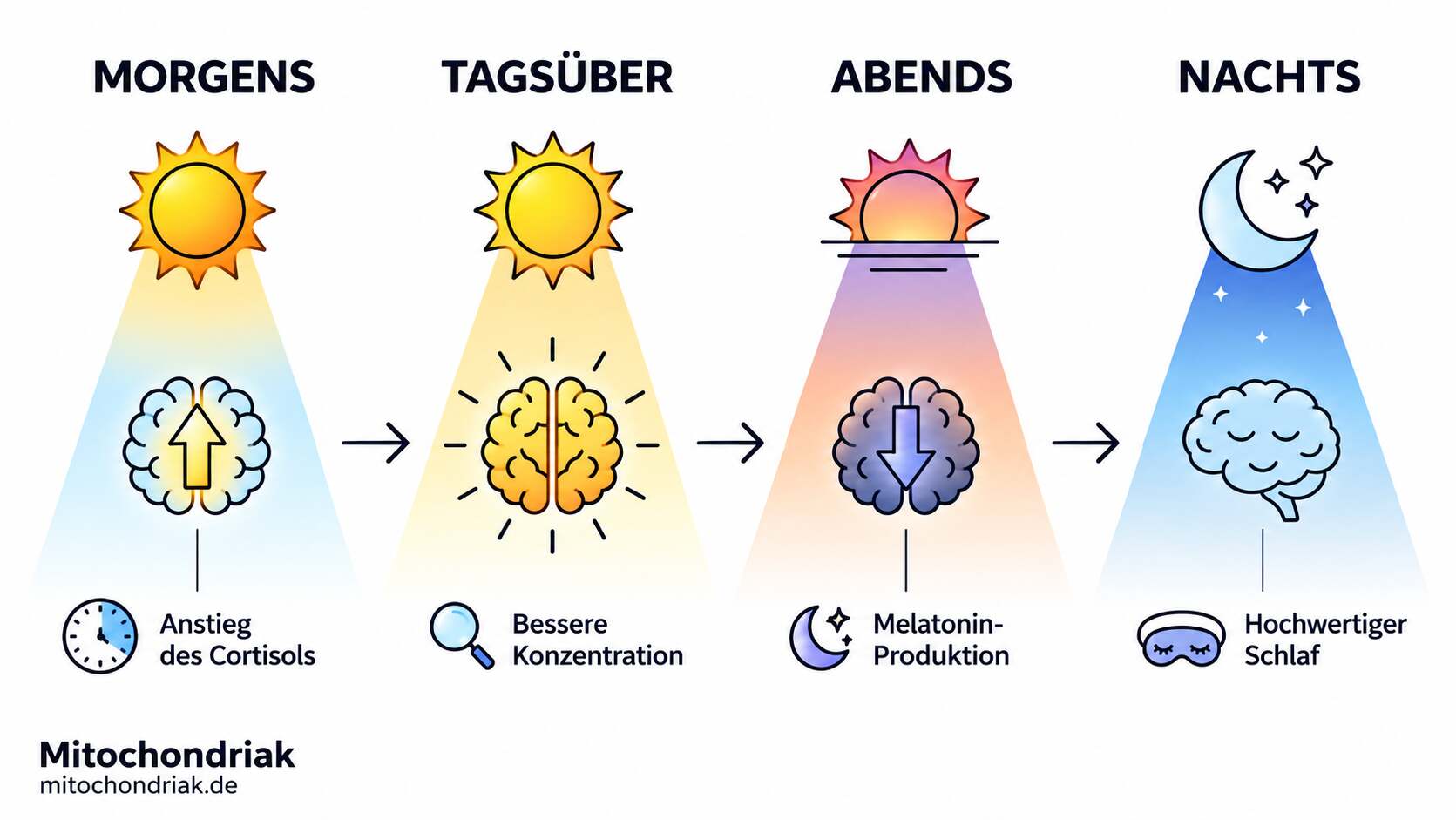 Infografik in vier Stationen: morgens Sonne und Anstieg des Cortisols, tagsüber Sonne und bessere Konzentration, abends Sonnenuntergang und Melatonin-Produktion, nachts Mond und hochwertiger Schlaf